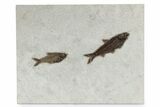 Rock With Knightia & Diplomystus Fossil Fish - Wyoming #342479-1